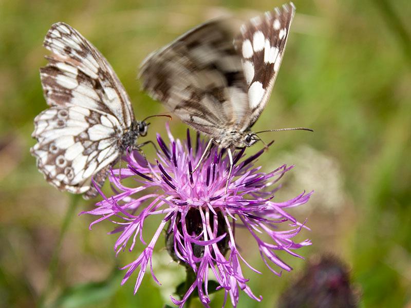 blume schmetterling